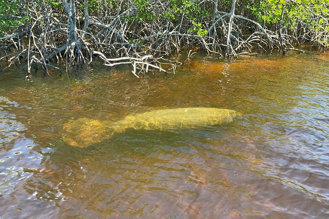 Manatee, Dolphin, and 10,000 Islands Eco Beach Tour by Boat - Final Thoughts