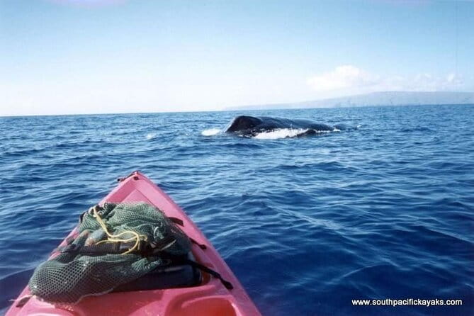 Maui South Shore Premier Kayak and Snorkel Tour from Makena Beach - Who Should Consider This Tour?