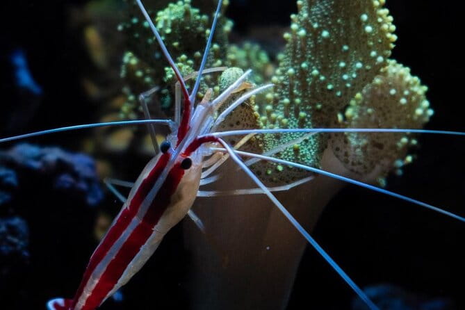 Night-Time Snorkel at TurtleTown with Stars, Lights, and Photos - FAQs