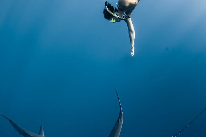 Oahu Open Water Shark Diving Experience - FAQ