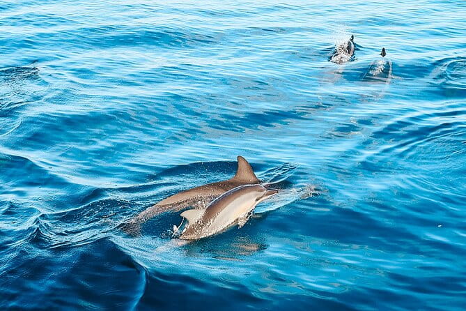 Oahu Swimming with Dolphins Speedboat Adventure - The Sum Up