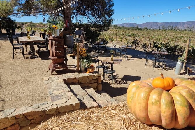 Premium Valle de Guadalupe Wine and Food Tour - Practical Tips for Travelers