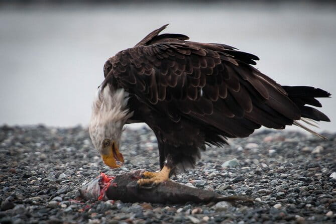 Private Group Eagle Preserve Float Trip in Haines - Frequently Asked Questions