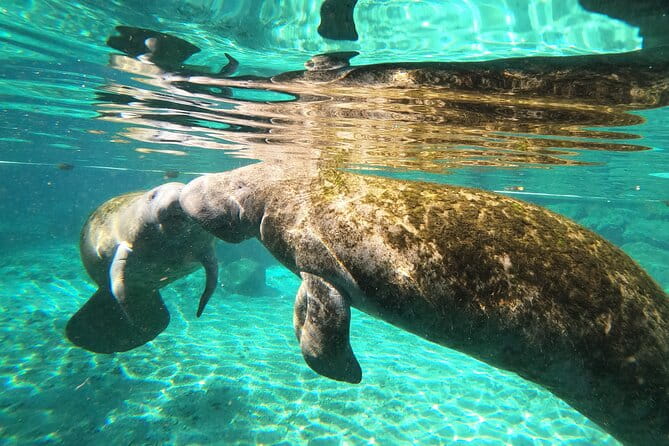 Private Manatee Snorkeling Tour - Final Thoughts: Is This Tour Worth It?