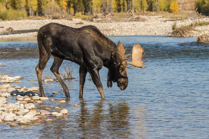 Private Upper Loop Tour of Yellowstone National Park - Highlighted Reviews from Travelers