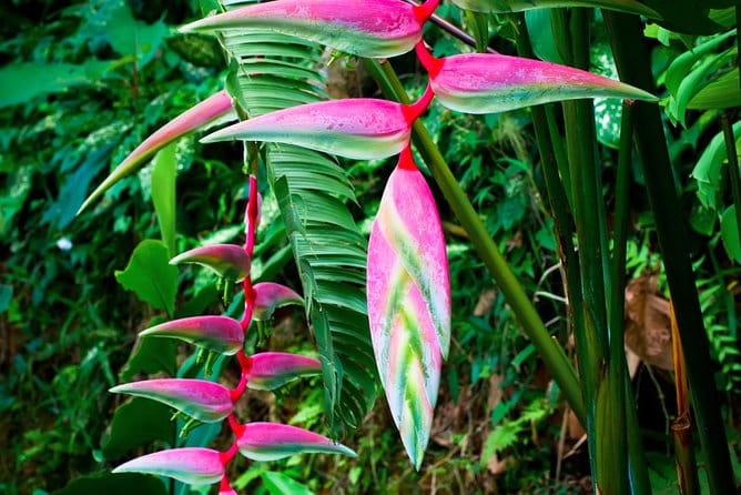 Private Waterfall, Rainforest, Chocolate Tour, Historical Sites - FAQ