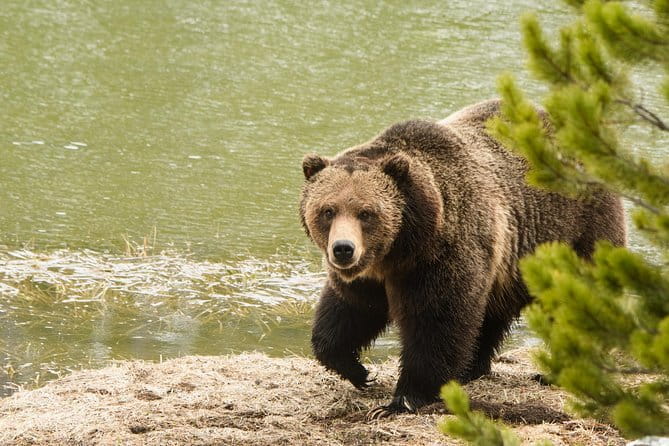 Private Yellowstone Wildlife Sightseeing Tour - Frequently Asked Questions