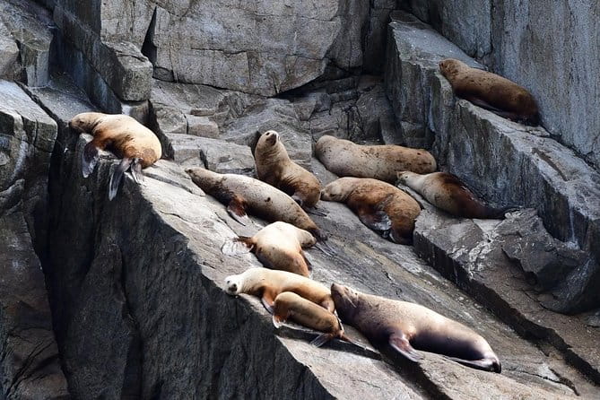 Resurrection Bay Spring Wildlife Cruise - Who Should Opt for This Tour?