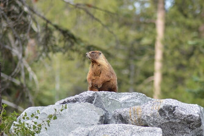 Sequoia & Kings Canyon NP Self-Guided Driving Audio Tour - Moro Rock: A Climb with a View