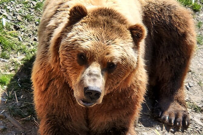 Simply Amazing Sitka Tour: Fortress of the Bear, Alaska Raptor, & Totems - FAQ