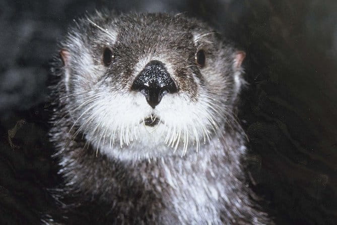 Skip the Ticketing Line: Aquarium of the Pacific General Admission Ticket - FAQ