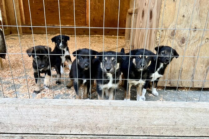 Sled Dog Discovery in Juneau - Is It Worth It?