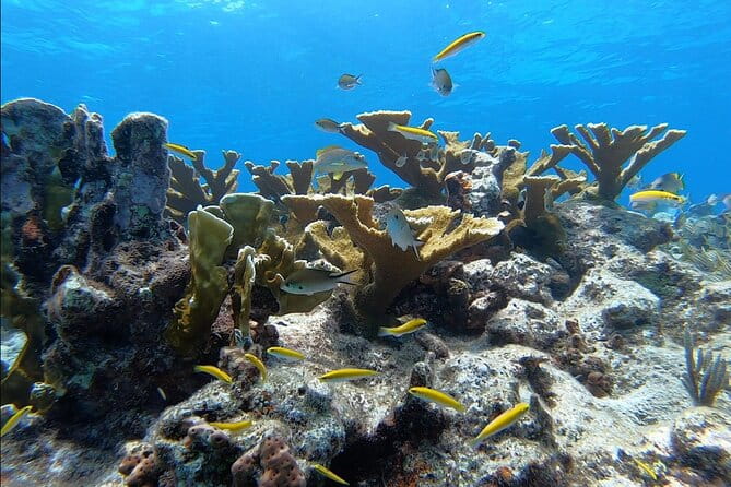 Small - Guided Shallow 2 Tank Dive Experience in Key Largo ALL GEAR INCLUDED - The Sum Up