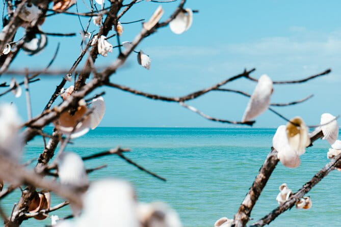 St. Pete Dolphin Watching and Shelling Adventure - FAQ