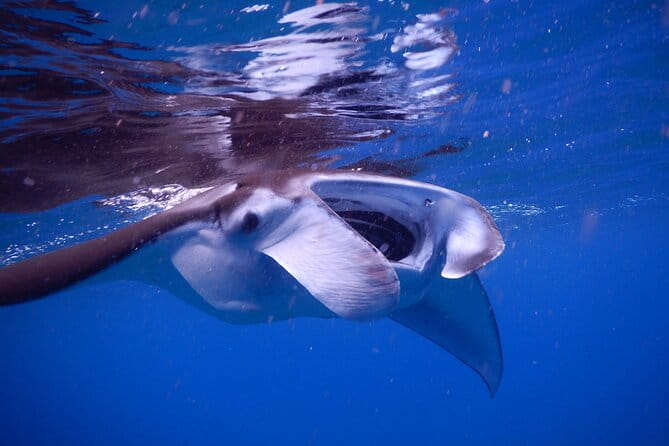 Sunset Manta Ray Tour in Kailua-Kona - Who Should Consider This Tour?