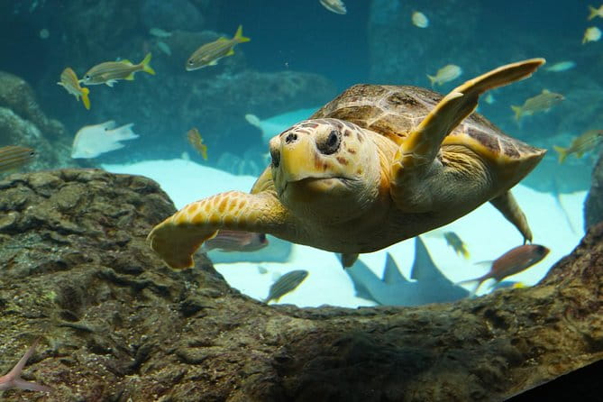 The Florida Aquarium in Tampa General Admission - Who Should Visit?
