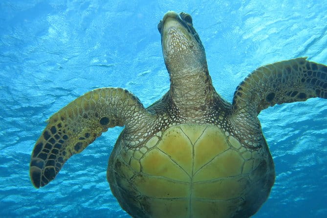 Turtle & Shark Scuba Dive in Lahaina: Certified - FAQs