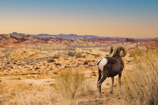 Valley of Fire Sunset Tour from Las Vegas - Who Will Love This Tour?