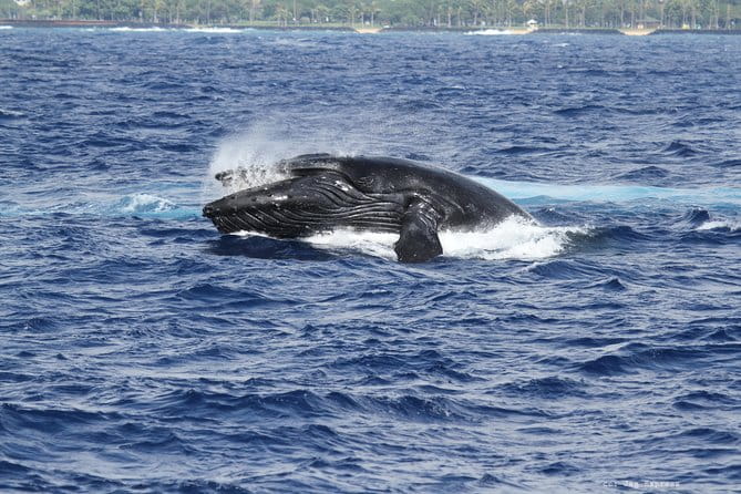 Whale Watch Cruise Aboard The Majestic by Atlantis Cruises - FAQ Section
