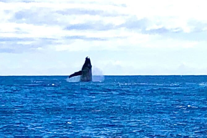 Whale Watching & Late Breakfast Cruise in Honolulu - FAQs