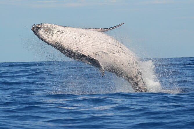 1.5 -Hour Guided Whale and Marine Life Tour - Exploring Oahu’s Marine Life on a 1.5-Hour Guided Boat Tour