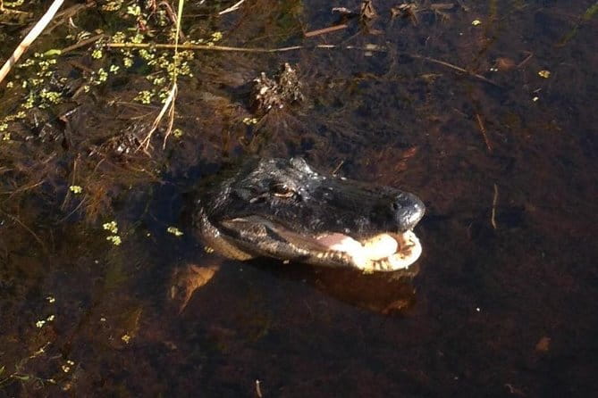 1-Hour Evening Airboat Ride - The Sum Up: Is It Worth It?