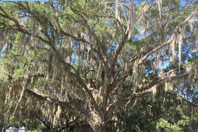 4-Hour Swamp Buggy Adventure Tour in Florida - The Sum Up