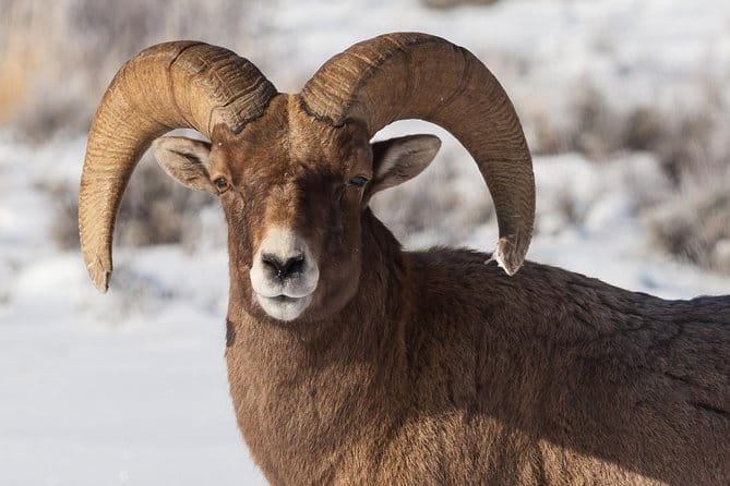 Best of Jackson Hole Wildlife Private Safari Tour - The Guides: Knowledgeable and Passionate