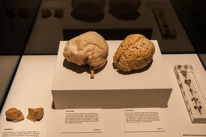 Bodies The Exhibition at the Luxor Hotel and Casino - Frequently Asked Questions (FAQs)