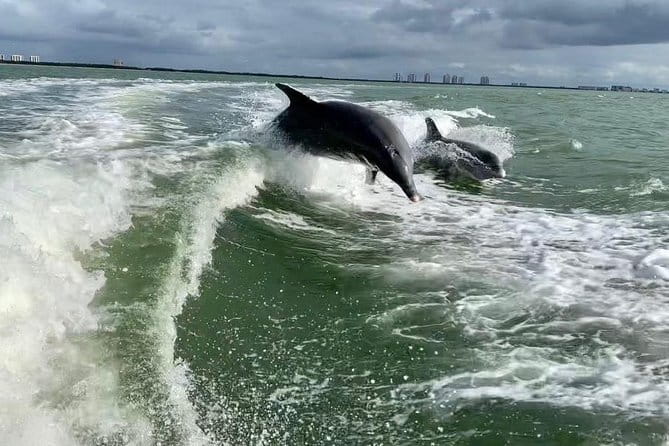 Dolphin Tours - Fort Myers Beach / Naples - The Practicalities
