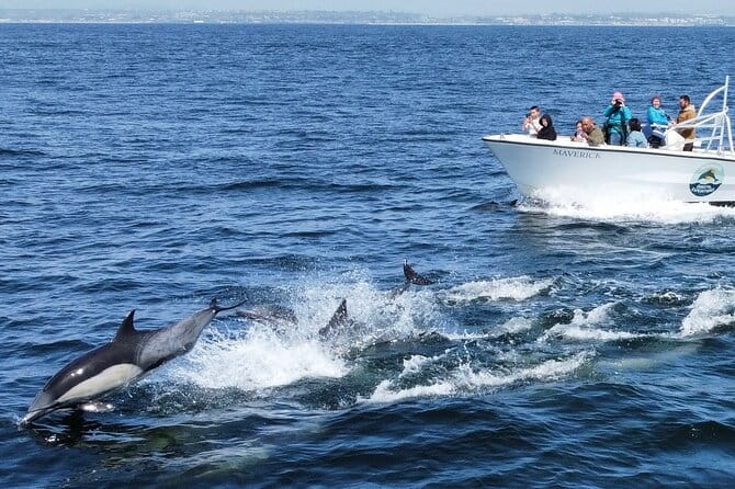 Dolphin & Whale Watching - FAQ