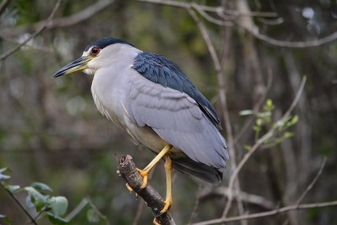 Everglades Kayak Safari Adventure Through Mangrove Tunnels - FAQs