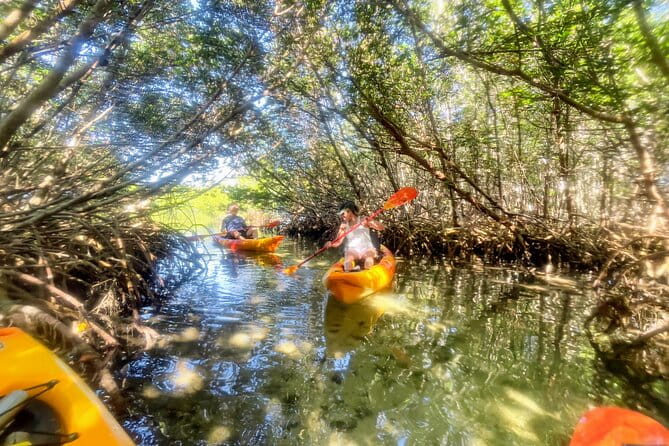 Exclusive Kayak Expedition: Exploring the Mangroves to Shell Key - What’s Included and What’s Not