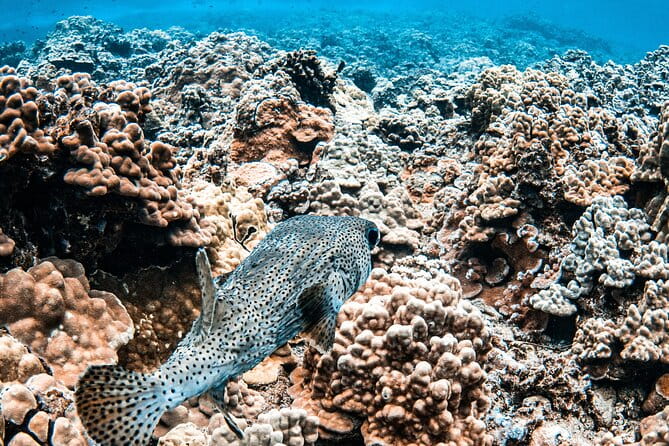 Half-Day Deluxe Molokini Snorkel Excursion in Maui - Who Is This Tour Best For?