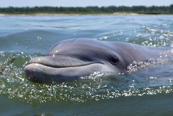 Hilton Head Guided Kayak Eco Tour - The Guide and the Experience
