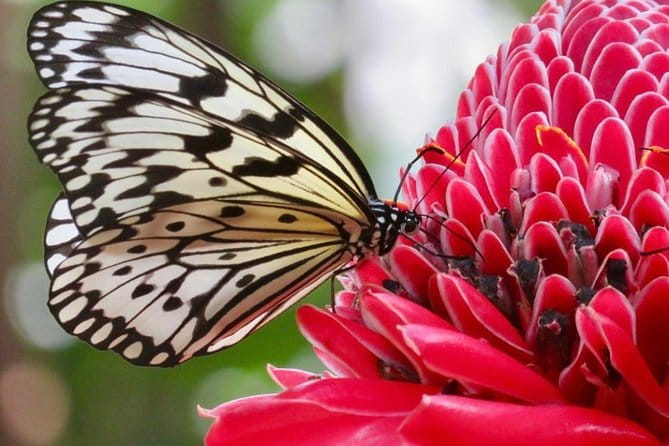 Houston Museum of Natural Science and Cockrell Butterfly Center - Analyzing Value