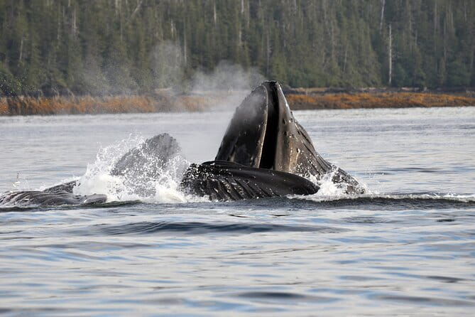 Hovercraft Eco Adventure and Wildlife Viewing - Who Should Book This Tour?