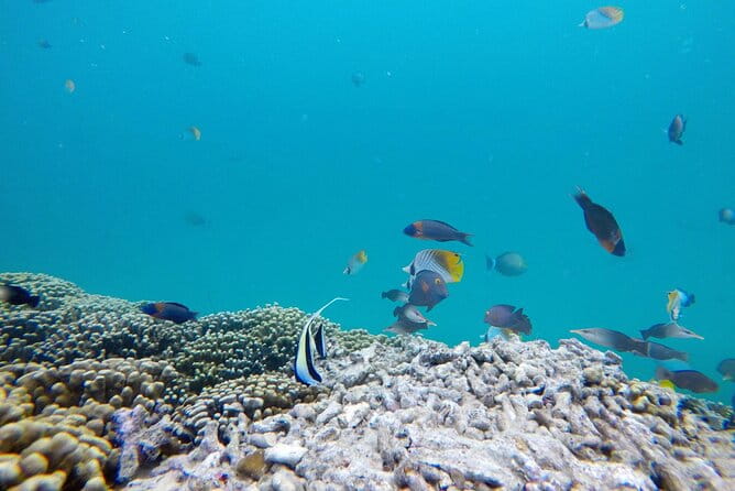 Kaneohe Sandbar Snorkeling Tour - 1st Tour - FAQ