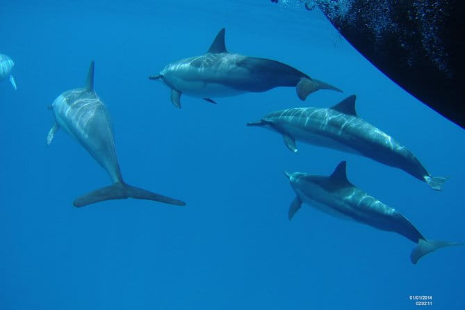 Kauai's Ultimate Boat 2 Tank Adventure Dive Certified Divers Only - FAQs