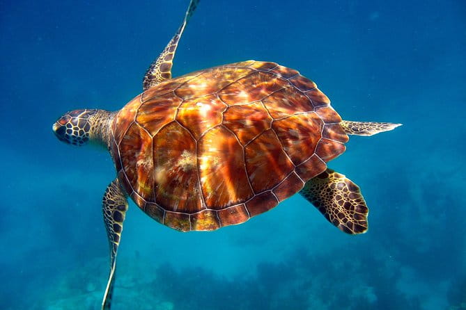 Key Largo Snorkeling Tour - rental mask, fins and vest INCLUDED - FAQ