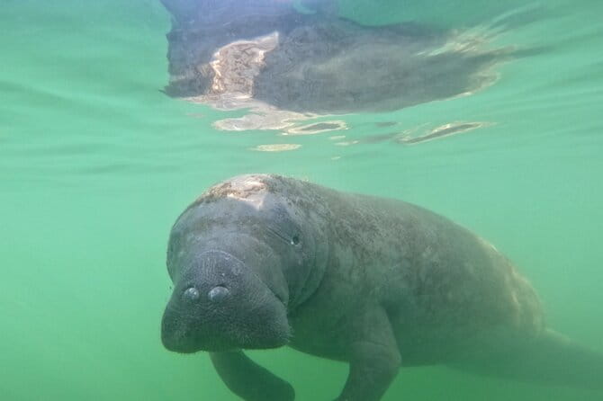 Lido Key Pedal Kayak Tour in Sarasota - FAQ