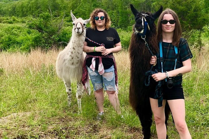 Llama/Alpaca Hike and Farm Tour - The Sum Up