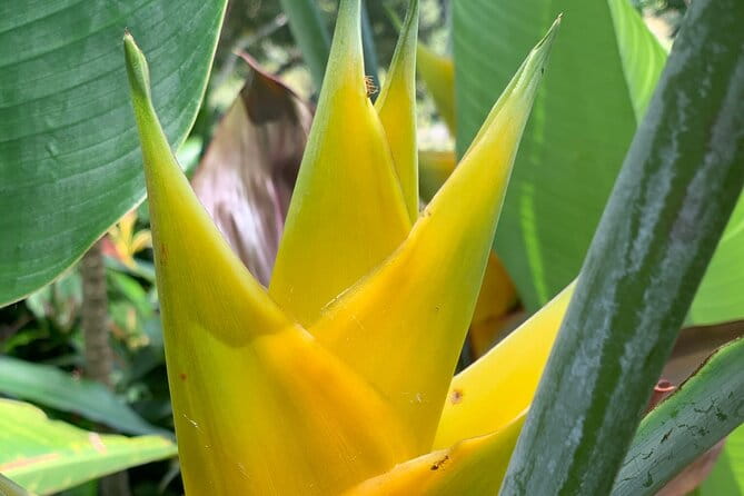 Maui Magical Waterfall and Jungle Tour: Road to Hana - FAQ