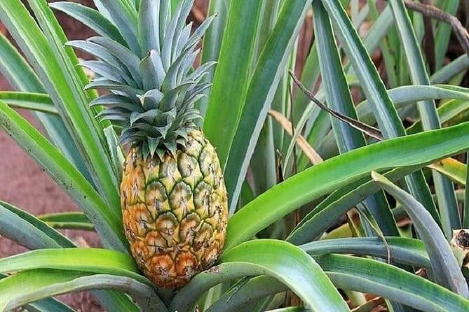 Pearl Harbor, Dole Plantation, and Polynesian Center from Kauai - FAQ