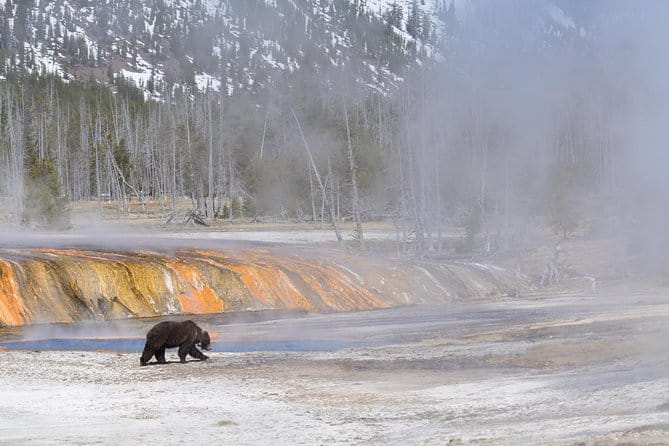 Private Yellowstone Wildlife Sightseeing Tour - Final Word