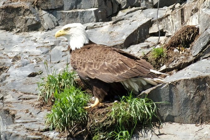 Resurrection Bay Spring Wildlife Cruise - Final Thoughts