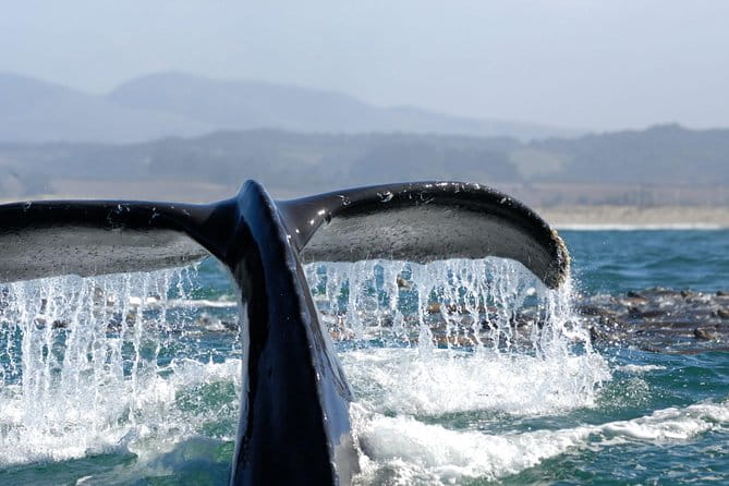 San Diego Whale Watching Cruise - Who Should Do This Tour?