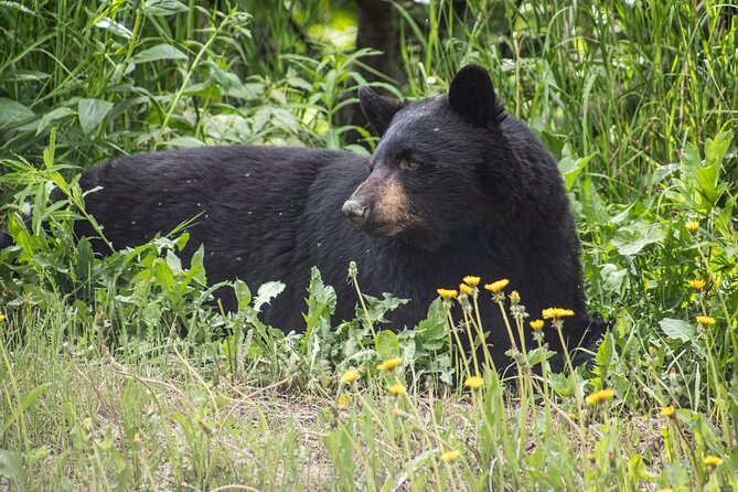 Seward to Anchorage- Post Cruise Curated Wildlife Tour +Transfer - Who Will Love This Tour?