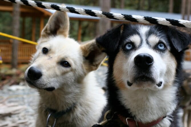 Sled Dog Discovery in Juneau - Who Should Consider This Tour?