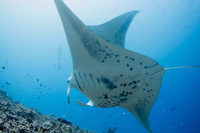 Sunset Manta Ray Tour in Kailua-Kona - The Sum Up